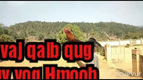 Gà f1 tơ - qaib dib pom 1 nawb zoo nkauj thiab qua zoo