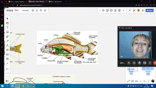 Внутреннее строение рыб