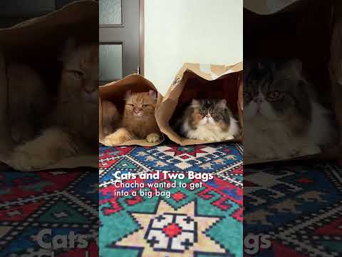 猫たちと2つの袋／大きい袋に入りたかったチャチャ