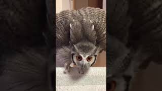 funny owl dancing #animals #cute #shorts