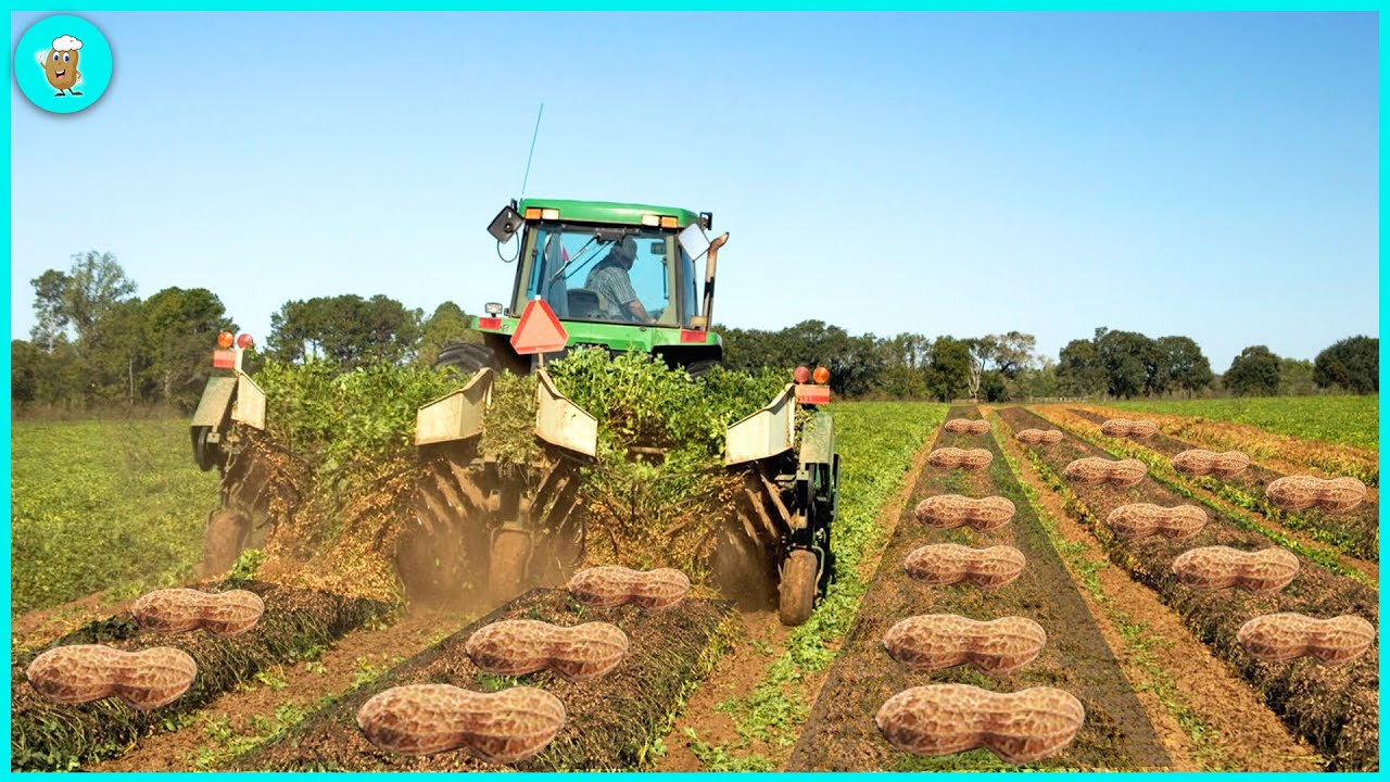 Admire How Americans Harvest Tons of Peanuts | Agriculture Technology