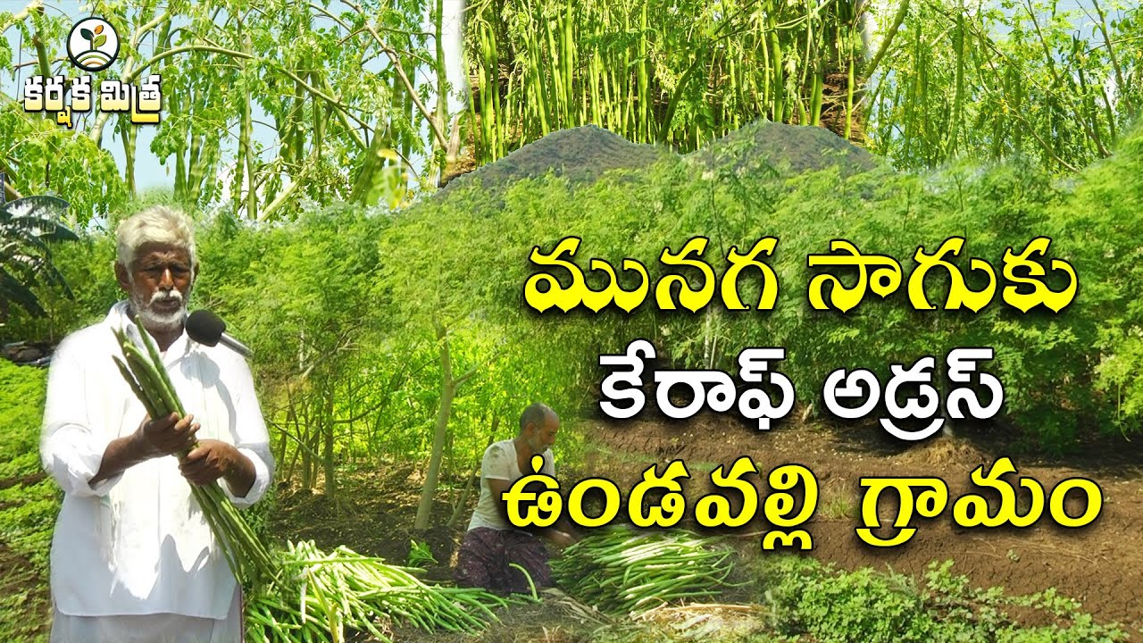 మునగ సాగుతో ఎకరాకు రూ. 3 లక్షల లాభం | ఉండవల్లి రైతు విజయగాథ | Moringa Cultivation | Karshaka Mitra
