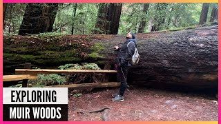 Exploring Muir Woods National Monument - San Francisco, Hikes - The Amateur YouTuber