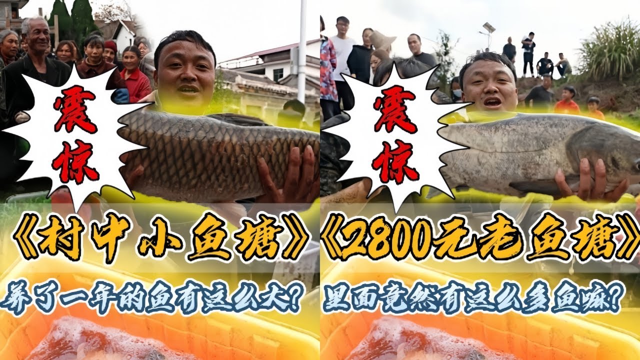 大表哥包下叔叔养鱼花了1400元的鱼塘，一年后抽干水到底能回多少本？｜花2800元包下叔叔家23年没干的老鱼塘，抽干水里面到底有多少鱼？