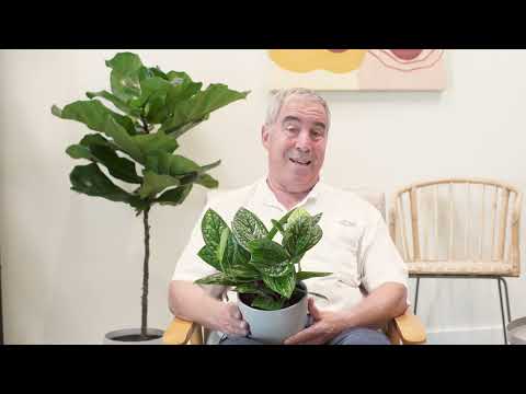 Plant Hunter Stories - Monstera sp. Peru (Green Galaxy Monstera) | Costa Farms Trending Tropicals®