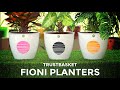 TrustBasket Fioni Planter (Set of 3) | Premium Quality | Best Decorative Planters