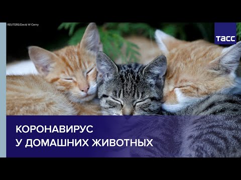 Видео: Инфекции MRSA у домашних животных - как домашние животные заражаются MRSA?