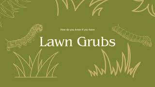 How do you know if you have lawn grubs
