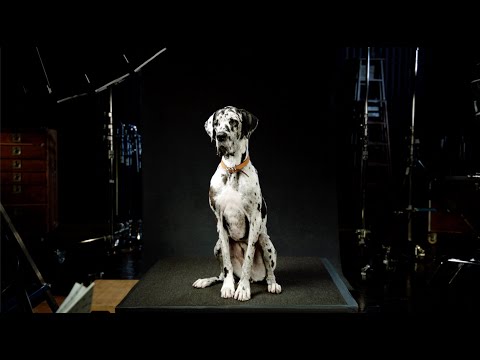 Amazon Dog Auditions