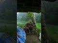 Heavy Rain Sounds Pouring Over a Hut in Rice Fields in the Countryside