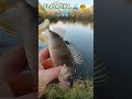 РЫБАЛКА на ПОПЛАВОЧНУЮ удочку🏝 природа🌿🍃 отдых 🏡лес🍀 река🚣🤿🚣🤿