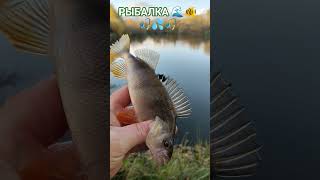РЫБАЛКА на ПОПЛАВОЧНУЮ удочку🏝 природа🌿🍃 отдых 🏡лес🍀 река🚣🤿🚣🤿