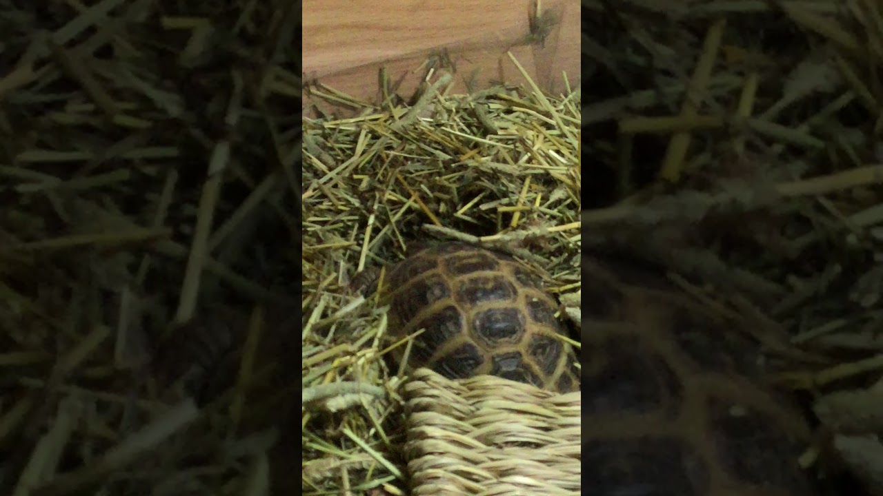 Russian Tortoise Hiding Under Hay YouTube