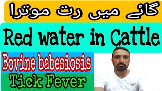 Blood in urine | red water disease in cattle///red water disease