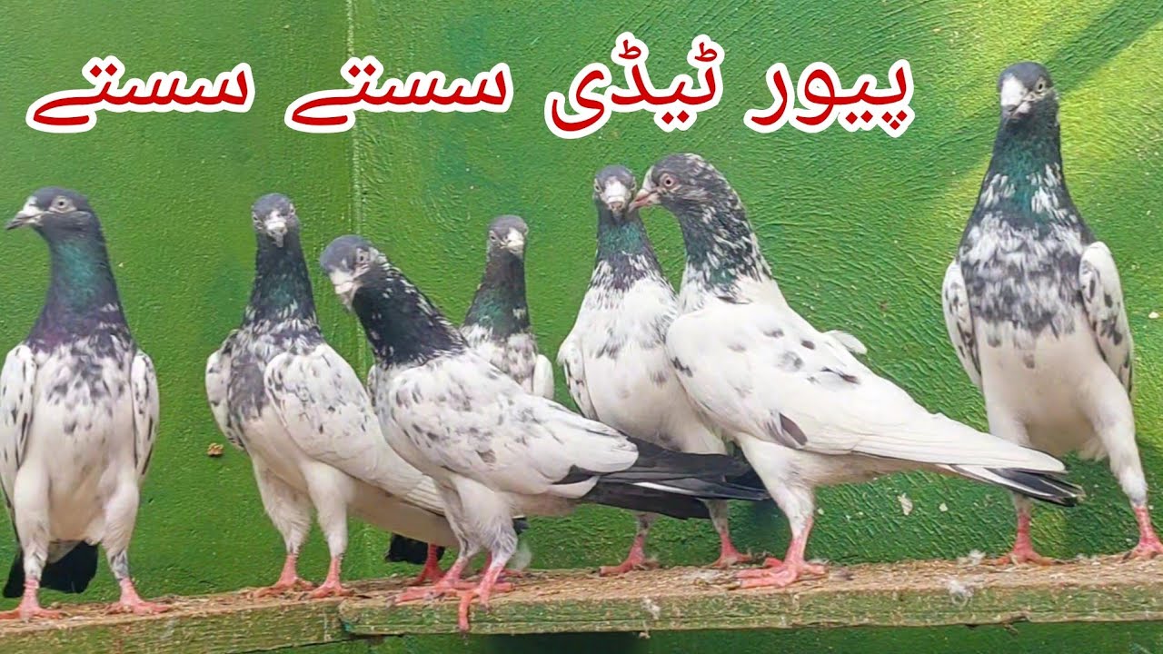 Pure Teddy Phatta Phattian || Kasuri Kamagar || 03234639084 || Jani Jutt Pigeons.