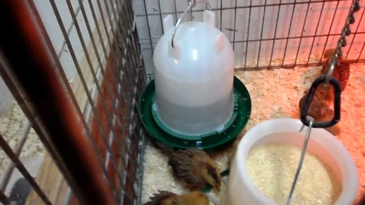 The ultimate chicken brooder setup - YouTube