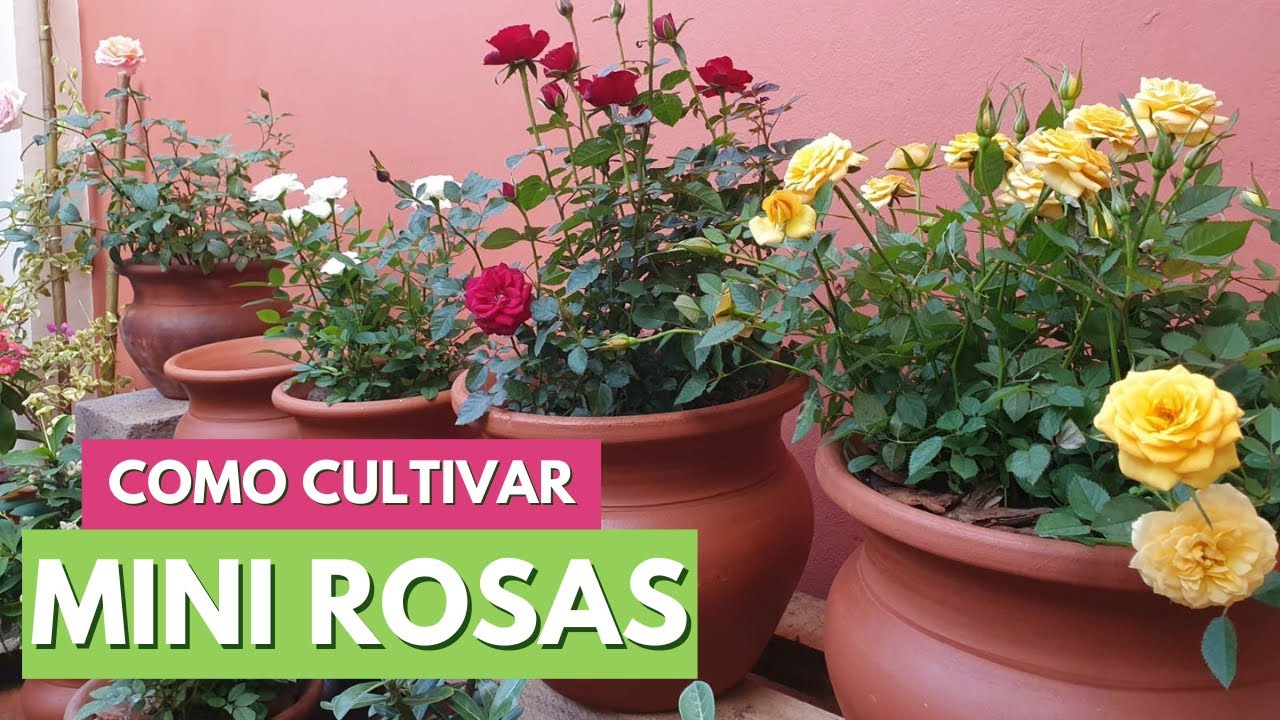 TENHA MINI ROSAS LINDAS COM ESSAS DICAS! PODA, ADUBAÇÃO, PLANTIO E CUIDADOS! CANAL MEU QUINTAL