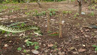 How To Building Trap Snack Wild Wood To Catching Snack By Trap - How To Build Trap