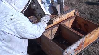 Transferring Nucs1-April 13, 2019 - That Bee Man