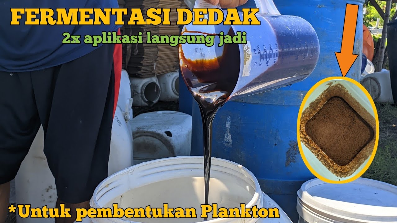 CARA MEMBUAT FERMENTASI DEDAK UNTUK PERSIAPAN AIR || Tambak Udang