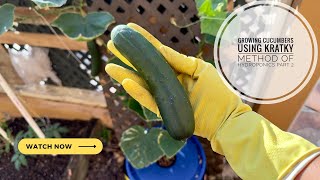 Growing Cucumbers Using The Kratky Method of Hydroponics Part 2