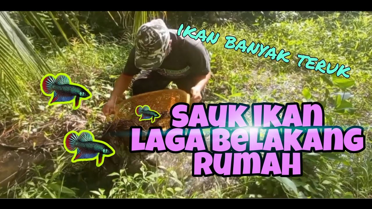 #EP47 Sauk Ikan Laga Kampung - mencari betina