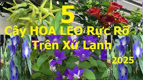 5 Cây HOA LEO ĐẸP NHẤT Xứ Lạnh - Cực Dễ Trồng Dù Khí Hậu Khắc Nghiệt! - Nga USA 2025