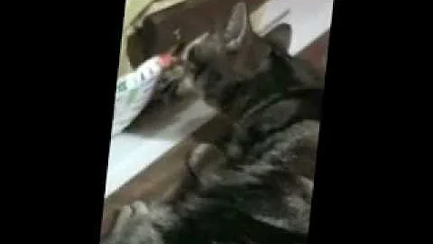 Watch the video about Very funny !!!American short hair trying to catch a locusta