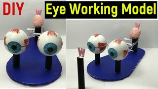 eye working model - human eye working model - working model of eye -diy- eye model -science project