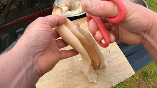 How to clean Geoduck and Horse Clams.