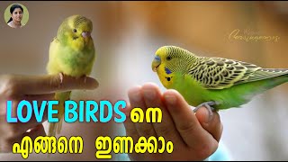 എങ്ങനെ Love Birds നെ ഇണക്കാം | How to pet Love Birds | All about Love Birds