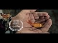 Fish Trailer | Beloit International Film Festival 2016