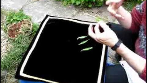 A natural geomantic reading