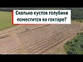 Сколько голубики поместится на гектаре