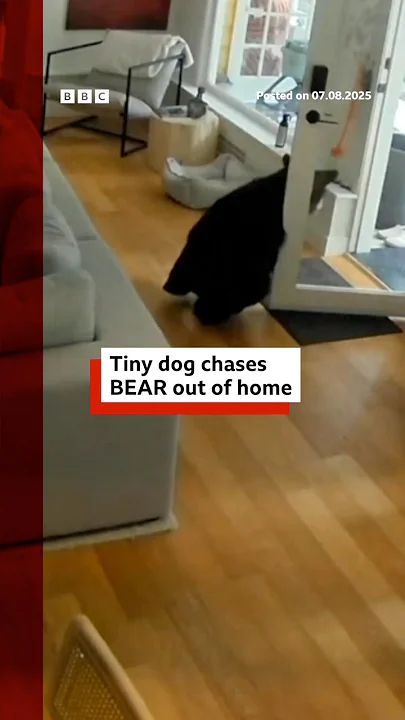 Small dog chases bear from Vancouver home. #Pomeranian #Canada #BBCNews
