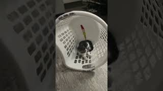 Kittens playing in the laundry basket