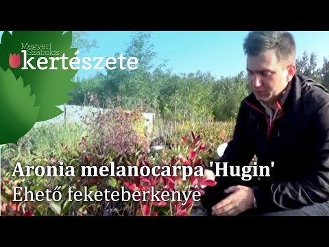 Videó: Információ az aronia bogyóról – Tippek a Nero Aronia bogyók kerti termesztéséhez