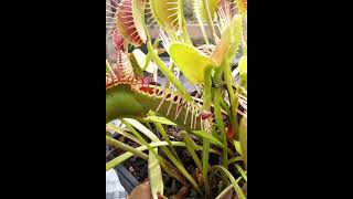 Feeding Worm to Venus Flytrap at Peculiar Plants