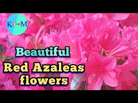 Video: Azalea India (32 Fotos): ¿cómo Cuidar Una Azalea Indica? Descripción De La Flor, Métodos De Reproducción