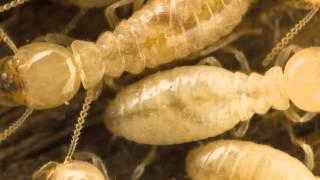 Electronic Jones and Sons Pest Control, Bug Pest, Bradenton, FL