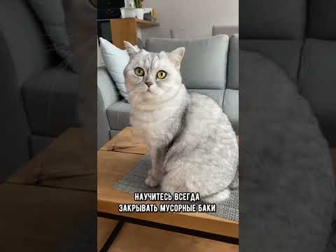 Видео: Как защитить котенка от вашего дома