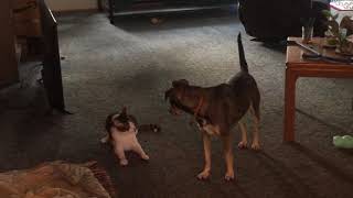 Cat and Dog Best Friends Play Fighting 2 by Evan Smith 10,172 views 6 years ago 1 minute, 48 seconds