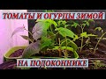 Помидоры и огурцы на подоконнике #2. Выращивание. Уход.