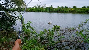 Câu Lục Cần Tay Gặp Cá Khủng – Bo Cần Cong Vút, Giật Mỏi Tay Luôn