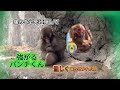 【怪我の理由】一人ぼっちで傷を舐めるパンチくん#パンチくん #モミアゲちゃん 猿の社会 #市川市動植物園