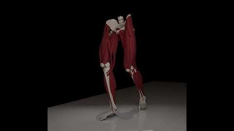 Houdini FX 19 Muscle Simulation