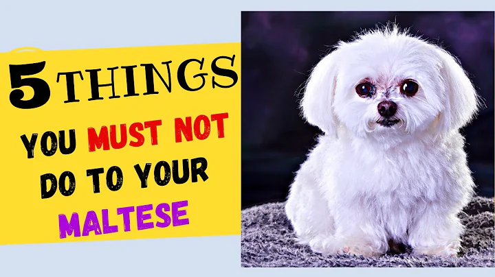 5 Things You Must NOT Do To Your Maltese Dog! All Maltese Dog Owners Must Watch! - DayDayNews