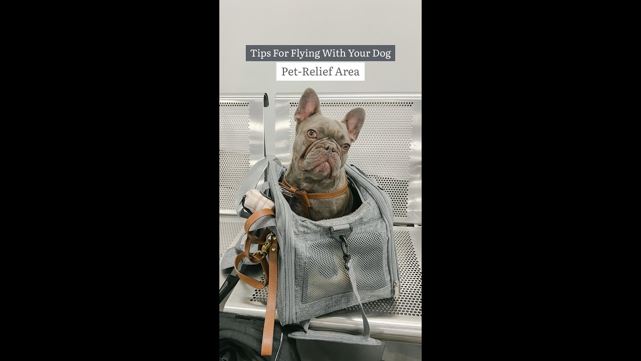 Pet Relief Areas In Airports ✈️  Tips For Flying With Your Dog