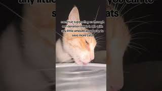 save@annetteenzoulis4870 @PattyandWillie @cindyreagan @MPWEST83 @CasiandraCat