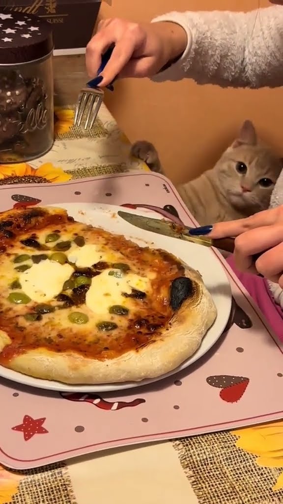 funny kitten